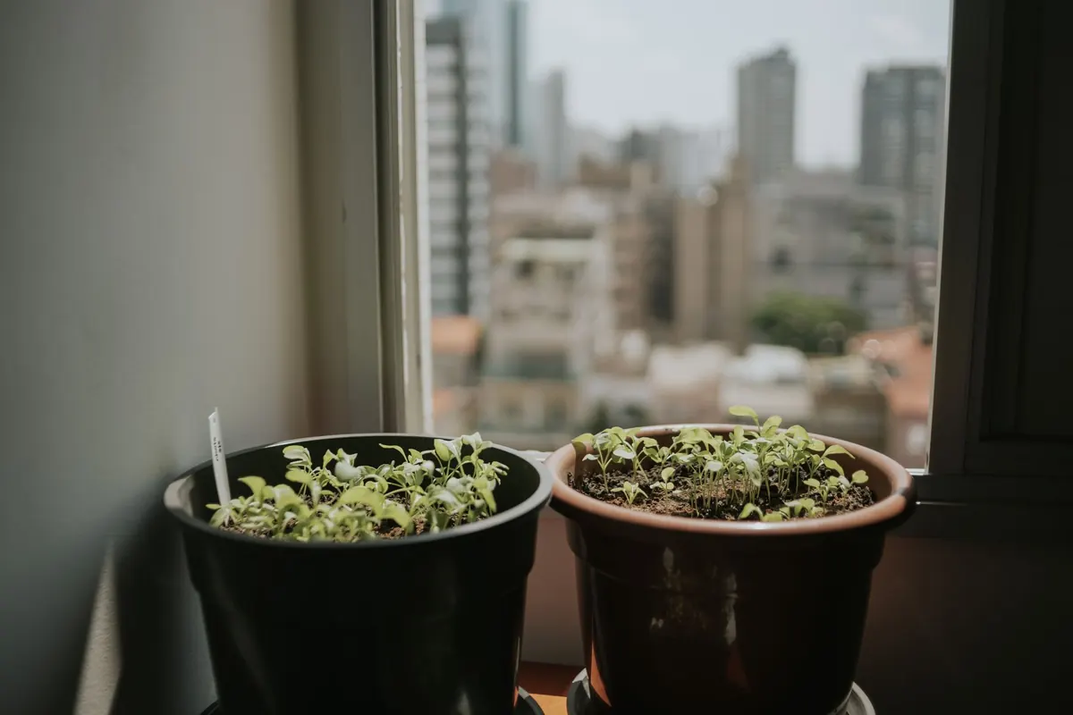 Growing Beans in Pots: A Compact Guide for Balconies and Patios