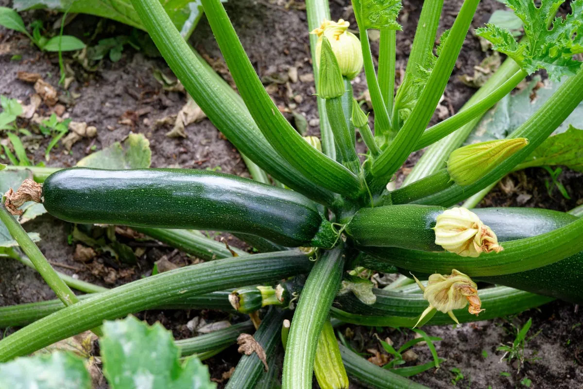 When to Harvest Courgettes: A UK Checklist for Peak Flavour